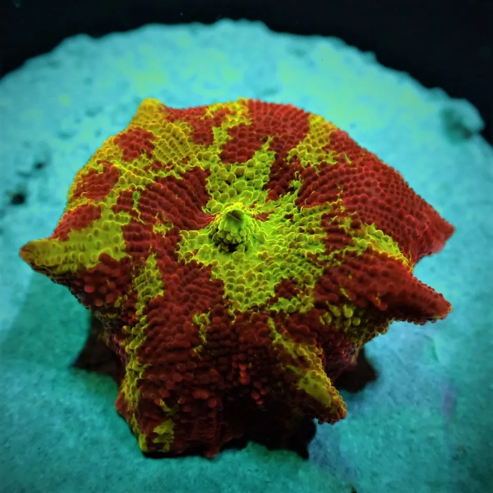 Discosoma spp. (Jawbreaker) (Grade A)
