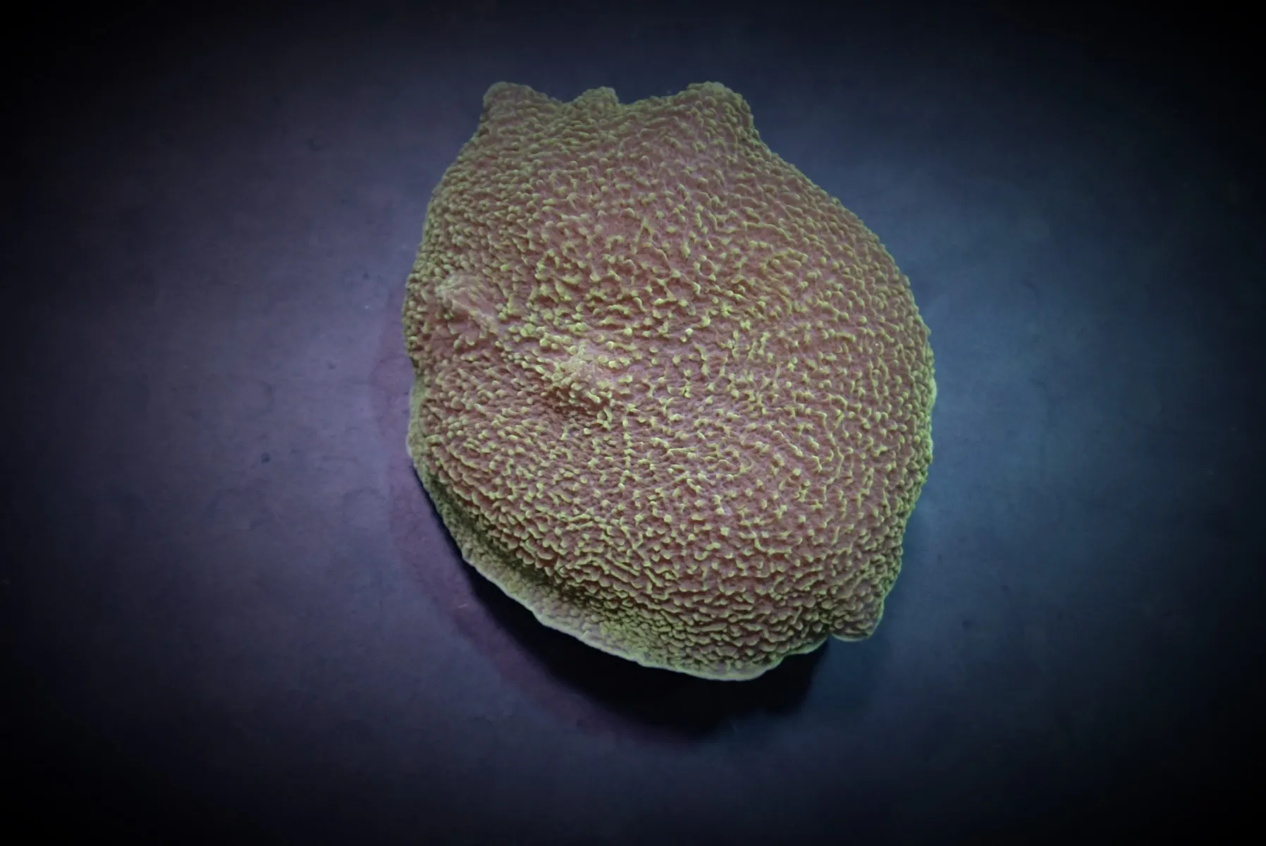 Platyzoanthus mussoides | M