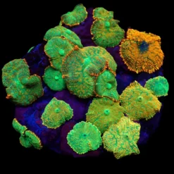 Rhodactis inchoata (Orange) | L