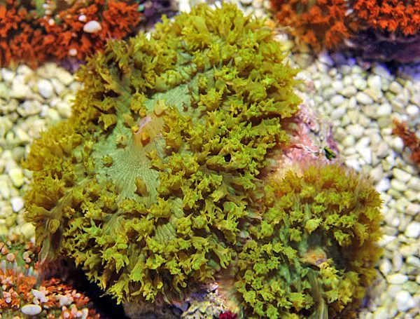 Rhodactis osculifera (Green) | M