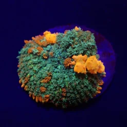 Rhodactis spp. (Bounce Orange-Red) (per ear) | M