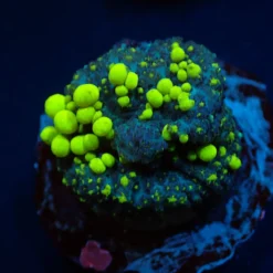Rhodactis spp. (Bounce Yellow-Green) (per ear) | M
