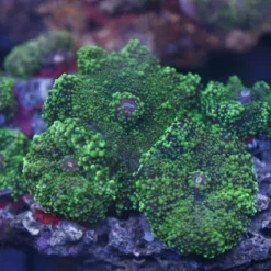 Ricordea yuma (Green) | L