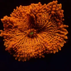 Ricordea yuma (Orange) (Ultra) (per ear) | S