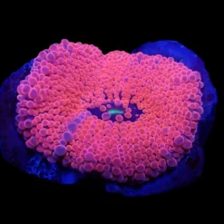 Ricordea yuma (Pink) (Ultra) (per ear) | S