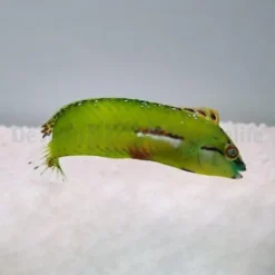 Novaculichthys macrolepidotus | All sizes