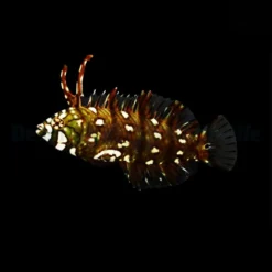 Novaculichthys taeniourus | S/M