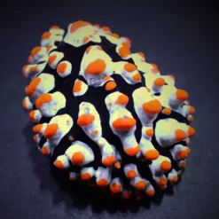 Phyllidia varicosa | All sizes