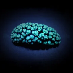 Phyllidiella spp. | All sizes
