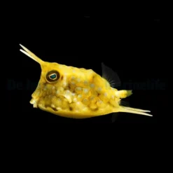 Lactoria cornuta | XL