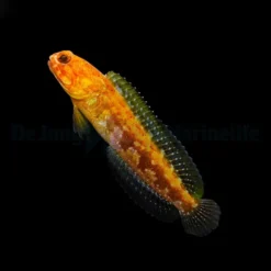 Opistognathus castelnaui | All sizes