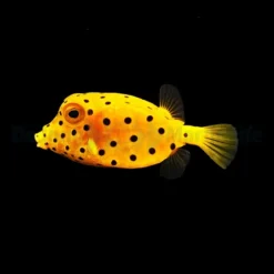 Ostracion cubicus | S | S