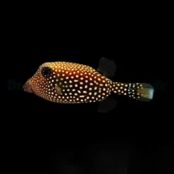 Ostracion meleagris (female) | M