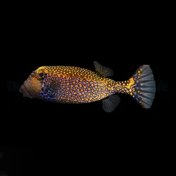 Ostracion meleagris (male) | S/M