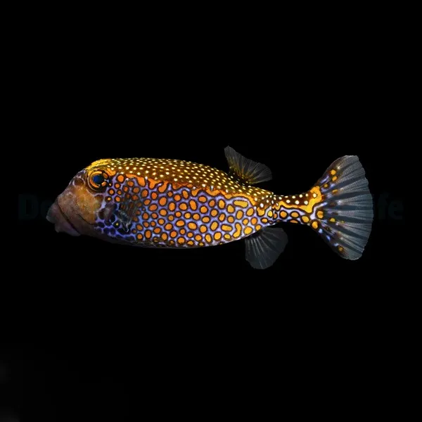 Ostracion meleagris (male) | M/L