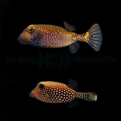 Ostracion meleagris (pair) | M/L