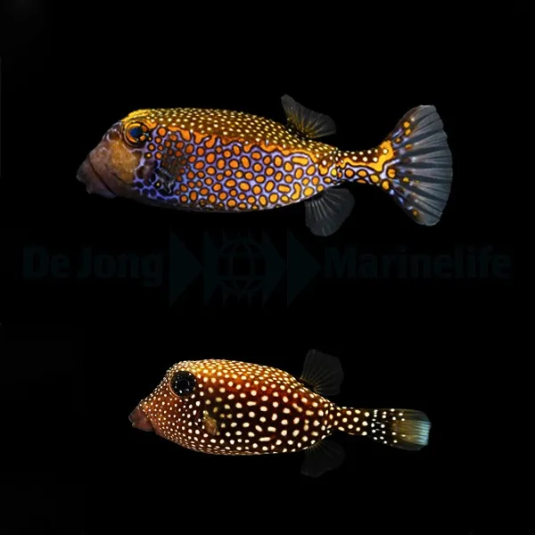 Ostracion meleagris (pair) | M/L