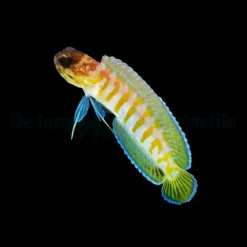 Opistognathus randalli | All sizes