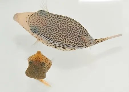 Ostracion solorensis (male) | All sizes