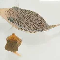 Ostracion solorensis (pair) | All sizes