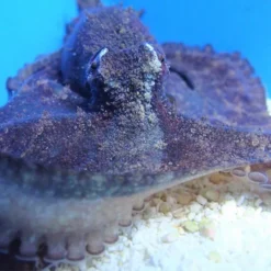 Octopus spp. | L