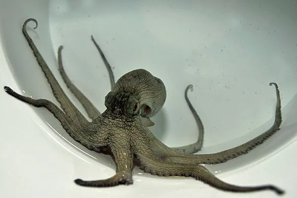 Octopus vulgaris | All sizes