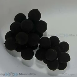 Sepia bandensis (Eggs) per bunch | All sizes