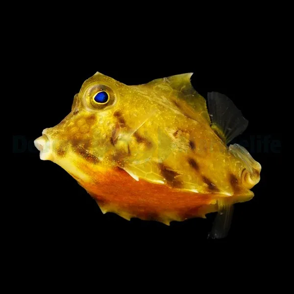 Tetrosomus gibbosus | S
