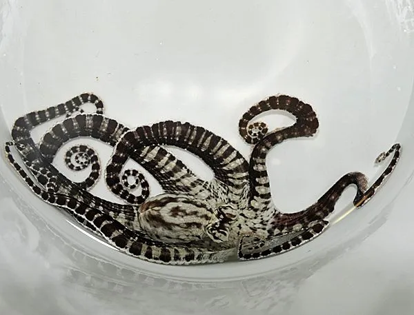 Thaumoctopus mimicus | All sizes