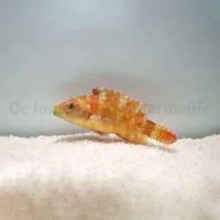 Oxycheilinus bimaculatus | All sizes