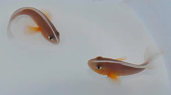 Amphiprion akallopisos (pair) | All sizes