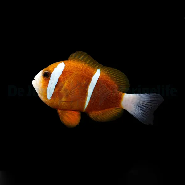 Amphiprion akindynos (Australia) | S/M