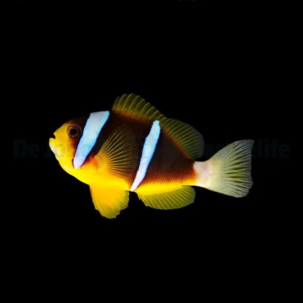 Amphiprion allardi | S