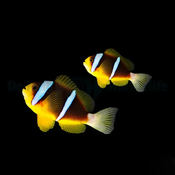 Amphiprion allardi (pair) | All sizes