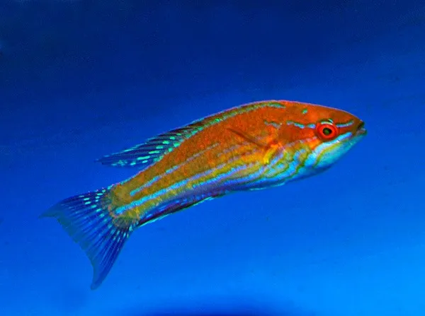 Paracheilinus angulatus | All sizes