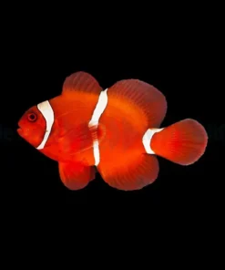 Amphiprion biaculeatus | M