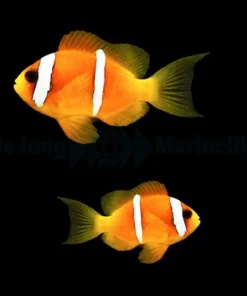 Amphiprion bicinctus (pair) | All sizes