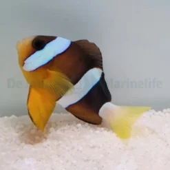 Amphiprion clarkii | L
