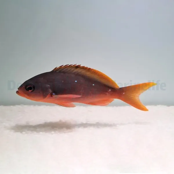 Paranthias colonus | S/M