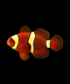 Amphiprion epigrammata | M