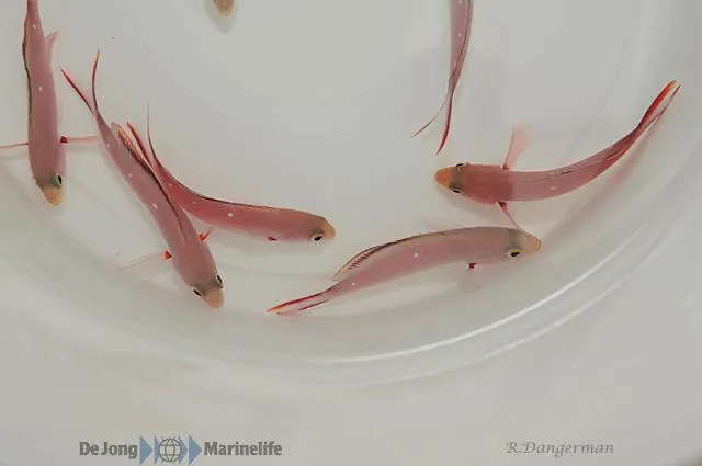 Paranthias furcifer | M/L