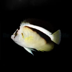 Apolemichthys griffisi | M