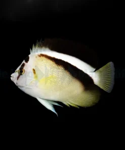 Apolemichthys Griffisi | Size L