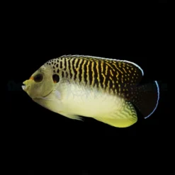 Apolemichthys kingi | L