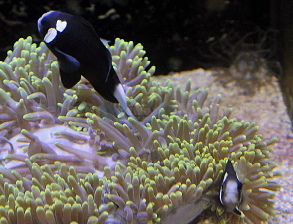 Amphiprion mccullochi | All sizes