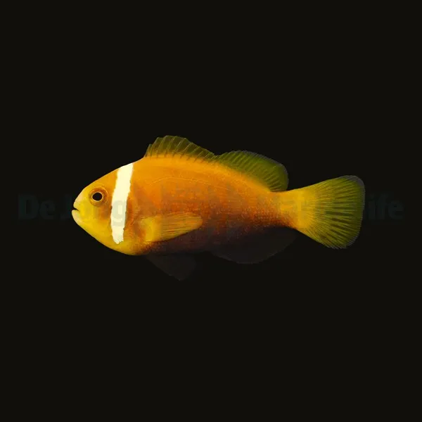 Amphiprion nigripes | M