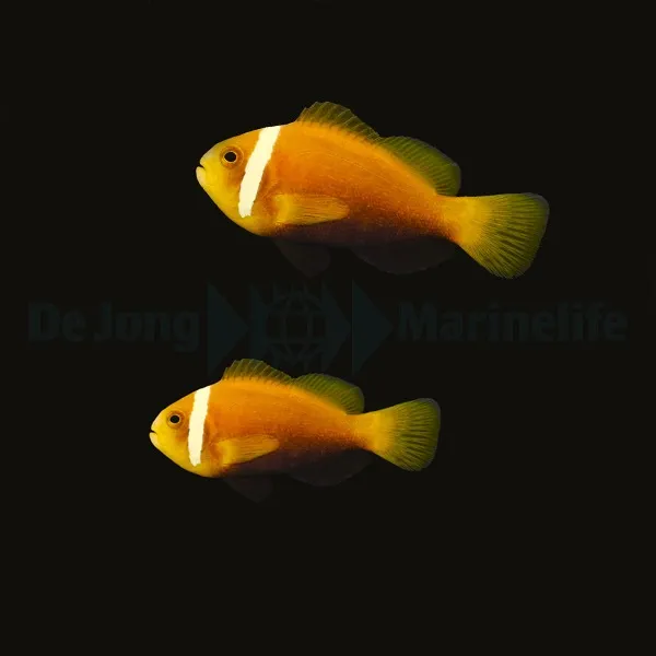 Amphiprion nigripes (pair) | All sizes