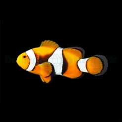 Amphiprion percula (Black) | M