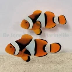 Amphiprion percula (Black) | L