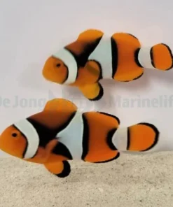 Amphiprion percula (Black) (pair) | All sizes